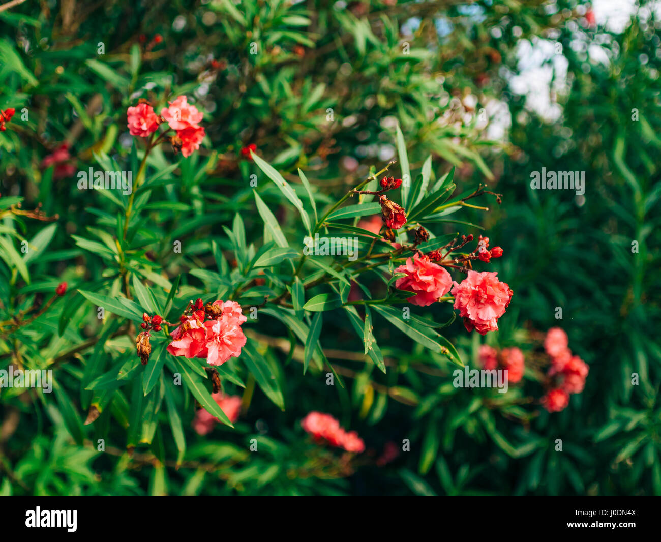 Flowering oleander trees in Montenegro, the Adriatic Sea and the Stock Photo
