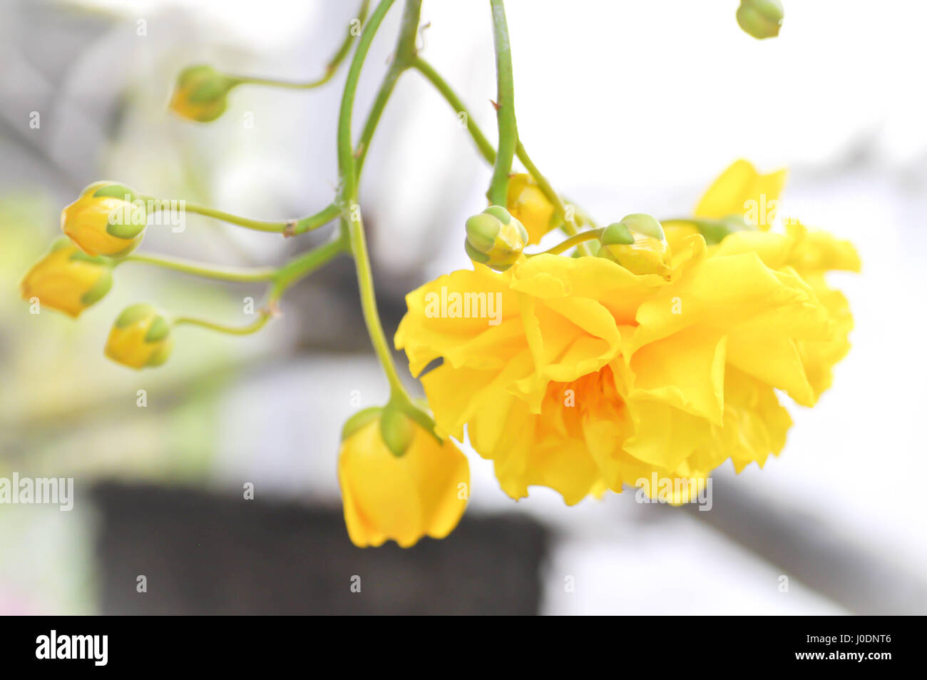 Cochlospermum regium or yellow flower in the garden Stock Photo