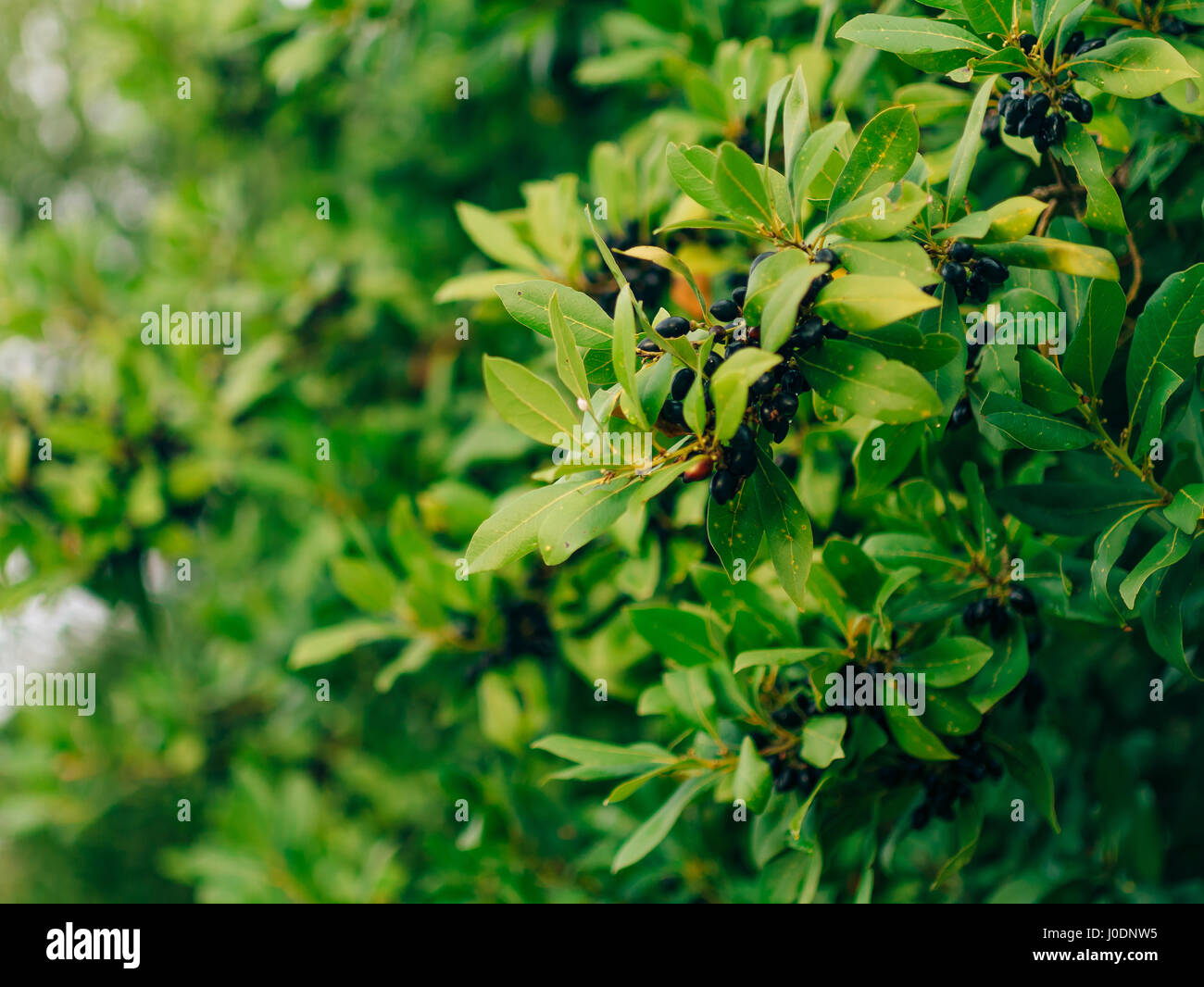 Leaves of laurel and berries on a tree. Laurel leaf in the wild Stock