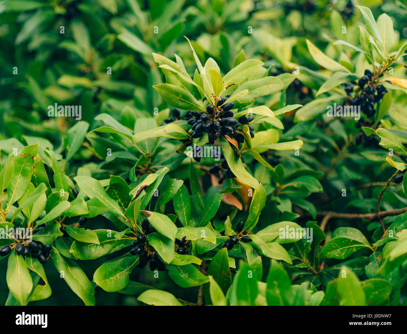 Leaves of laurel and berries on a tree. Laurel leaf in the wild Stock