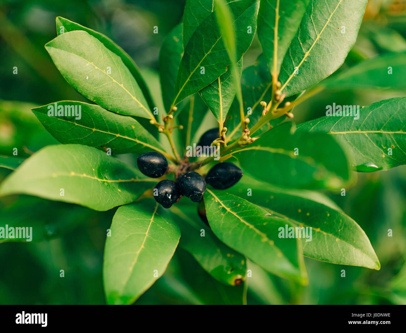 Leaves of laurel and berries on a tree. Laurel leaf in the wild Stock