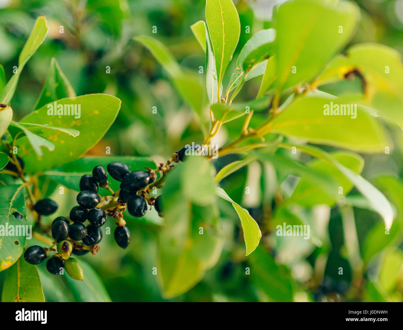 Leaves of laurel and berries on a tree. Laurel leaf in the wild Stock