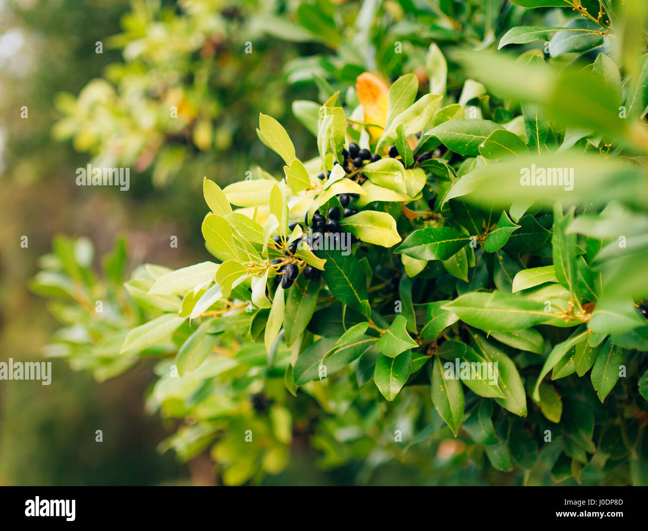 Leaves of laurel and berries on a tree. Laurel leaf in the wild Stock