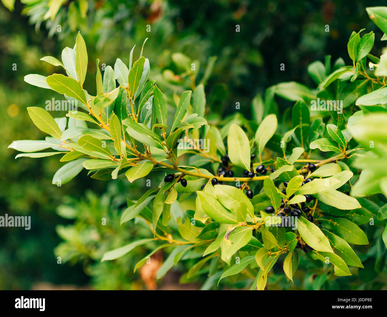 Leaves of laurel and berries on a tree. Laurel leaf in the wild Stock
