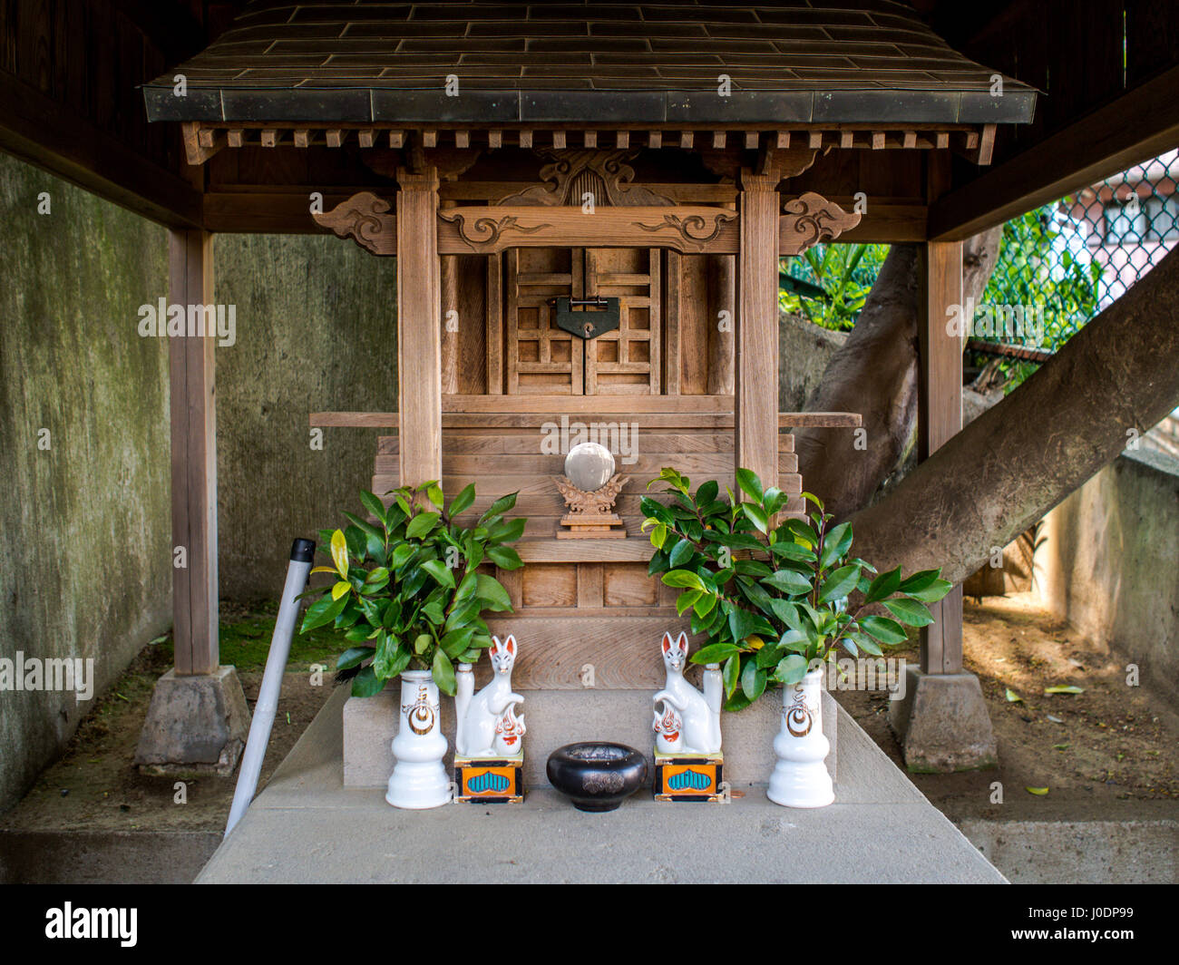 Shinto shrine with kitsune fox guardian statues, sacred sakaki leaves