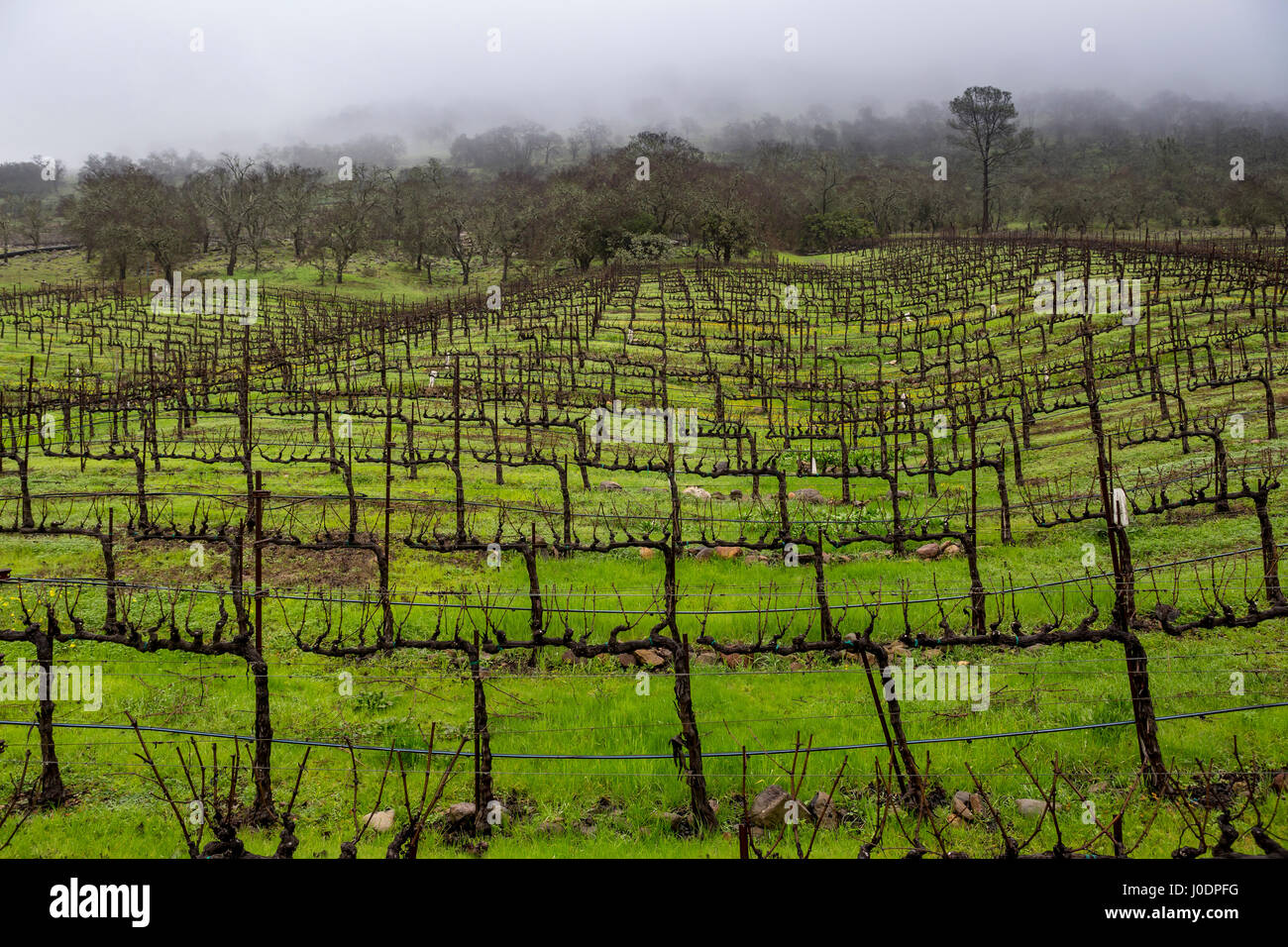 grapevines, grape vineyard, vineyard, east side, Silverado Trail, between Skellenger Lane and Sage Canyon Road, Napa, Napa Valley, California Stock Photo