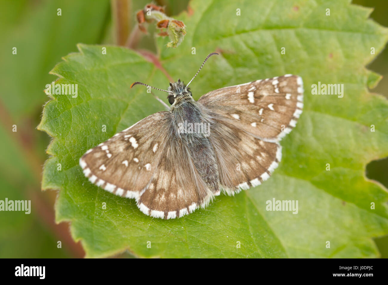 Large grizzled skipper Stock Photo