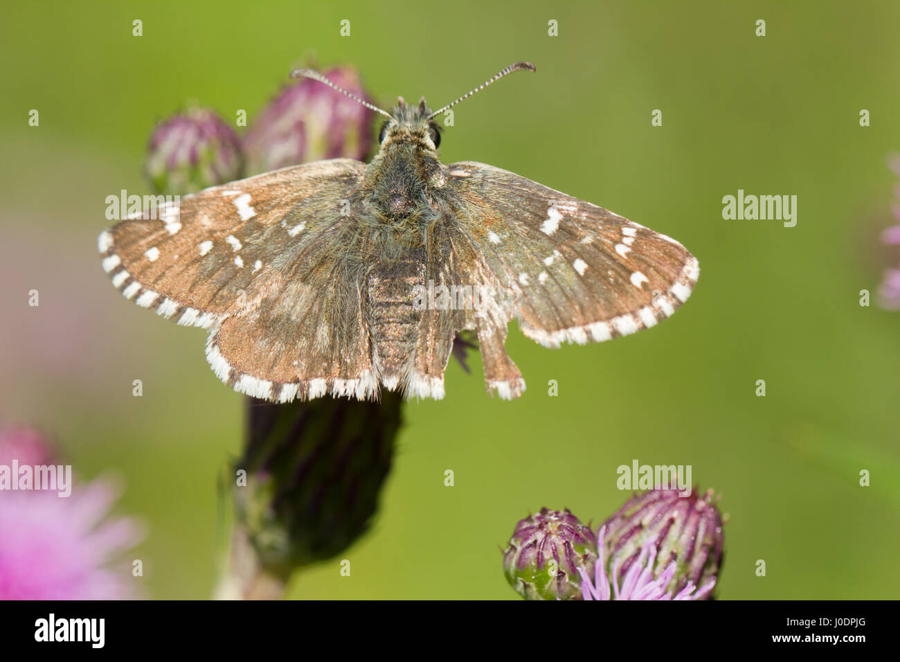 Large grizzled skipper Stock Photo