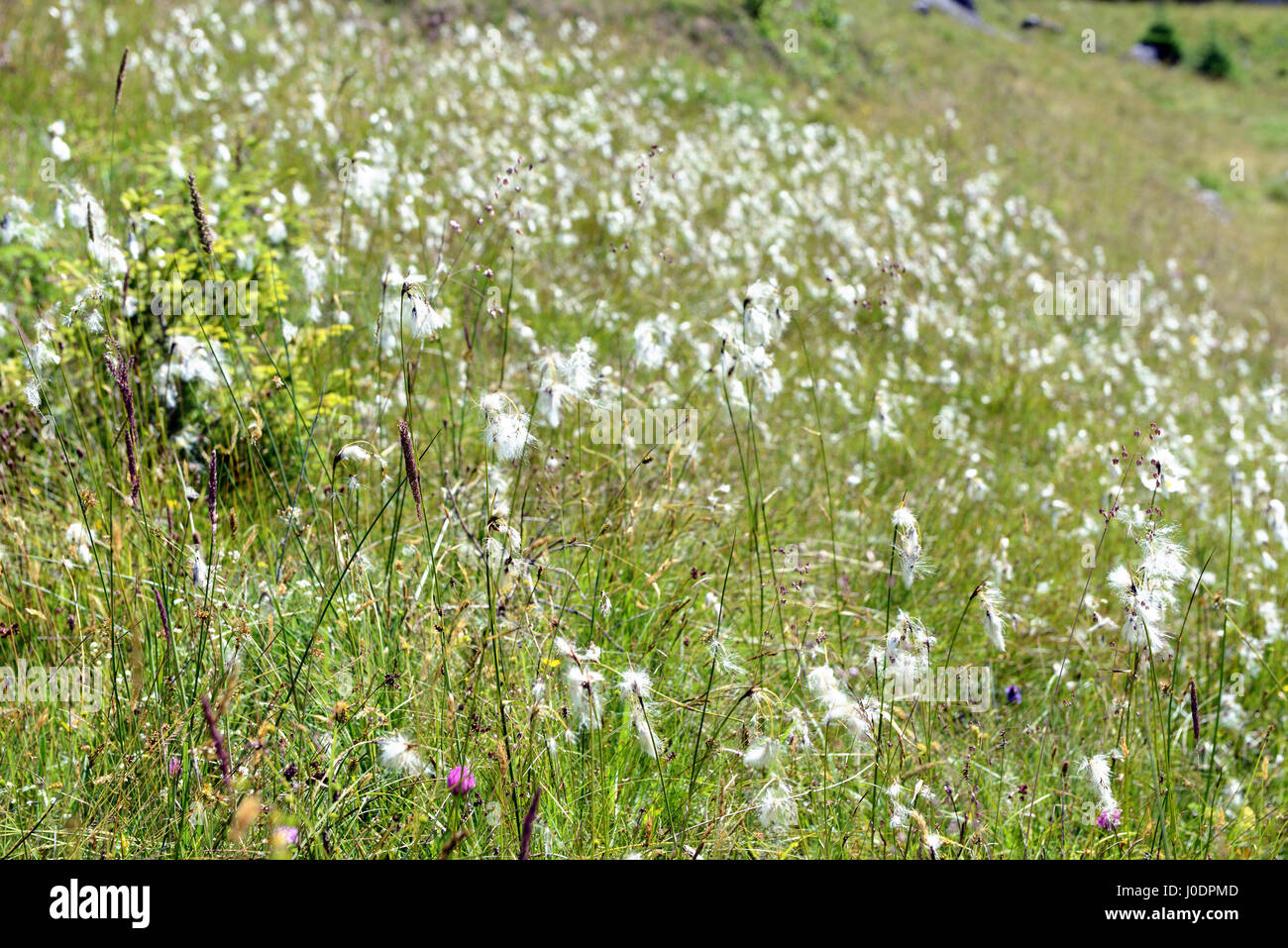 cottongrass in austria on a meadow. Stock Photo