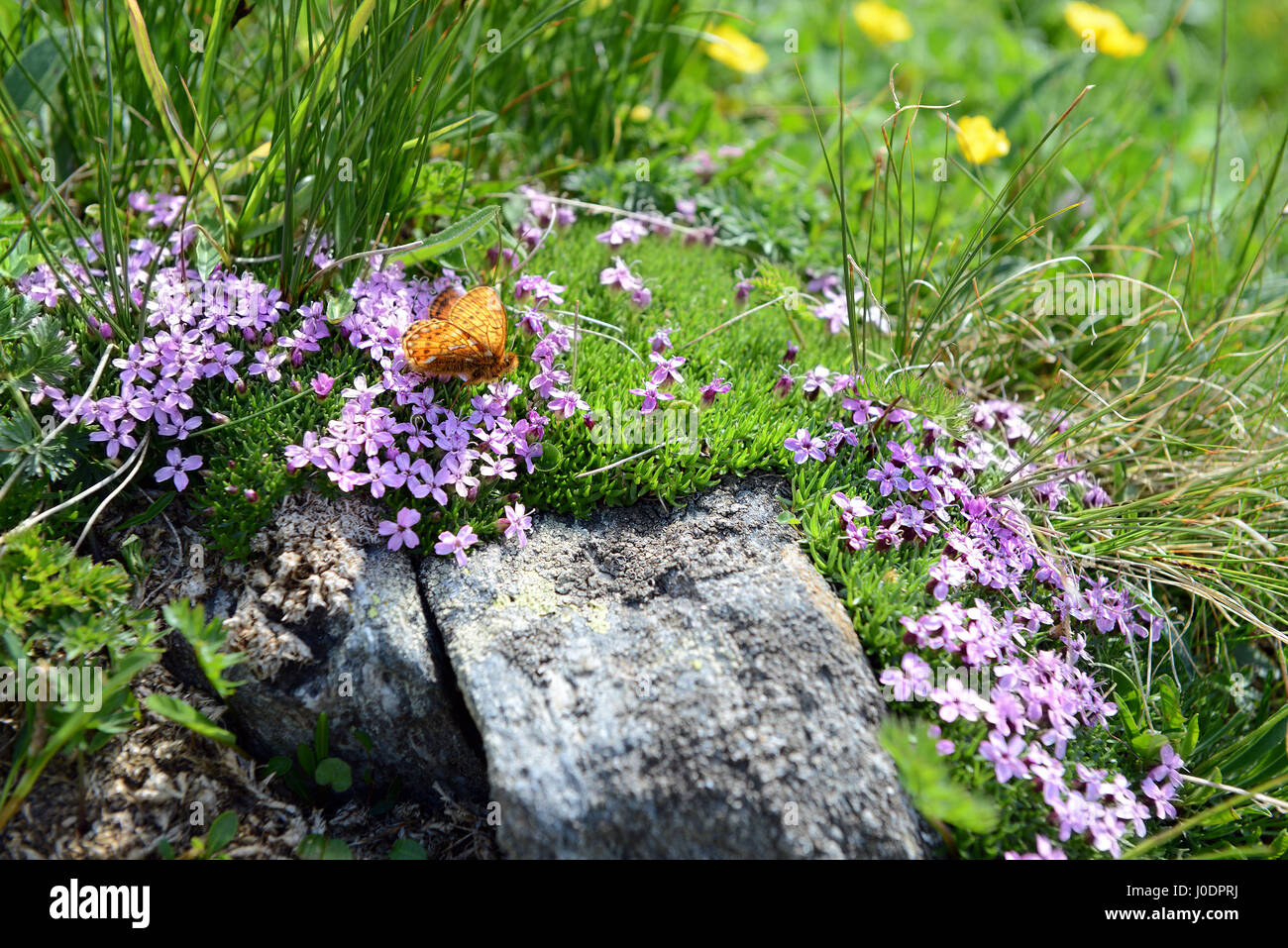 moss campion (Silene acaulis) with Marsh fritillary butterfly in European alps. Stock Photo