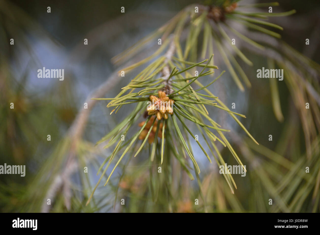 Blooming pine cone in the branch Stock Photo