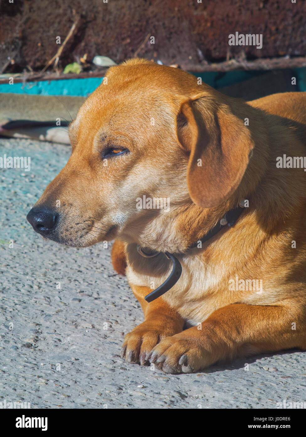 A cute domestic dog lies on the ground close up Stock Photo - Alamy