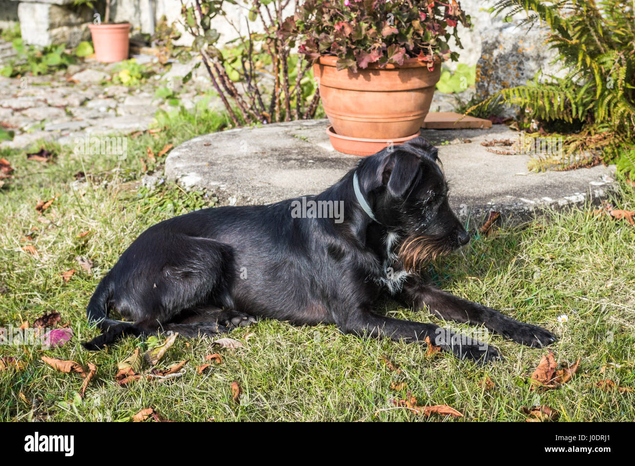 A black dog lying in the garden Stock Photo - Alamy