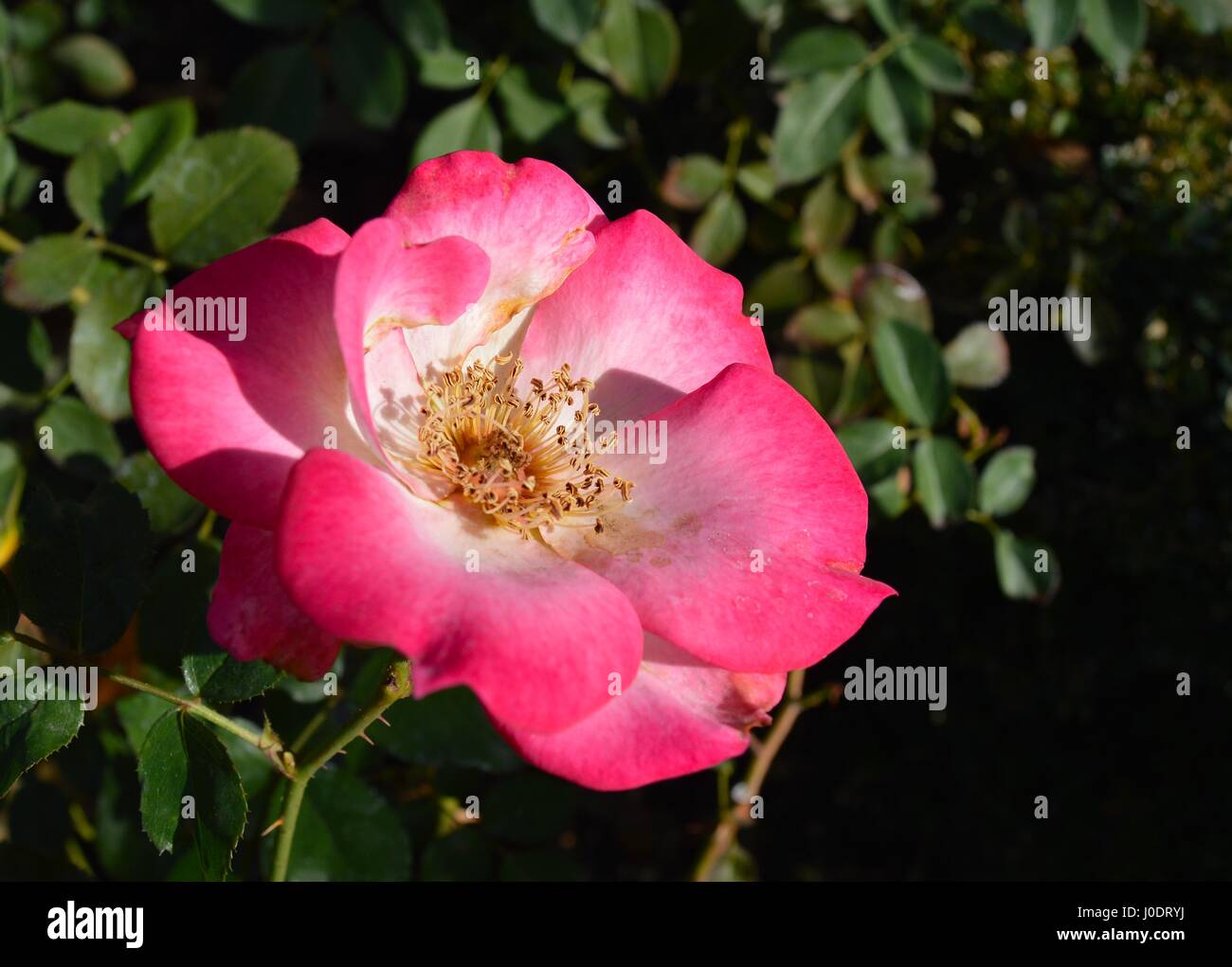 Pink Wild Flower Stock Photo