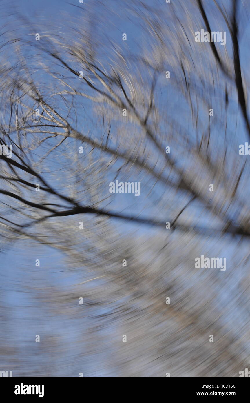 a swirling image of tree branches above, spinning dizzily above Stock