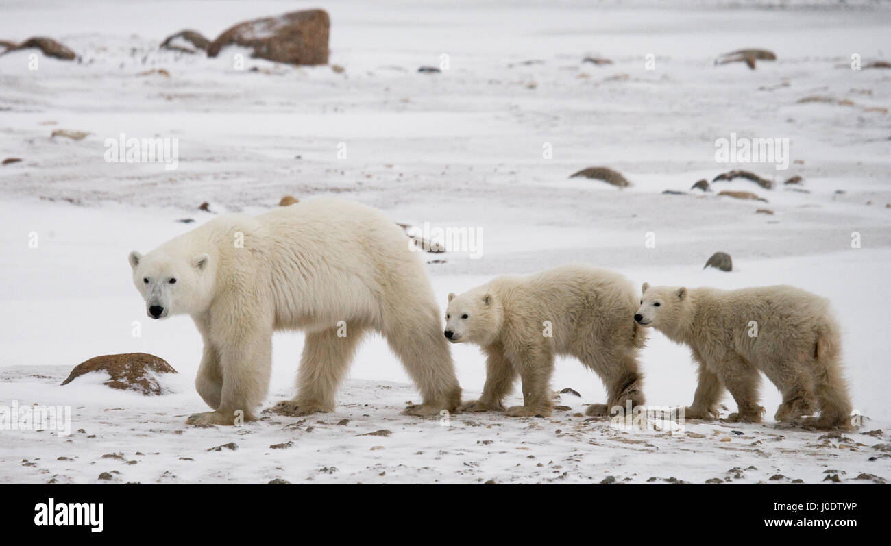 Polar bear with a cubs in the tundra. Canada Stock Photo - Alamy