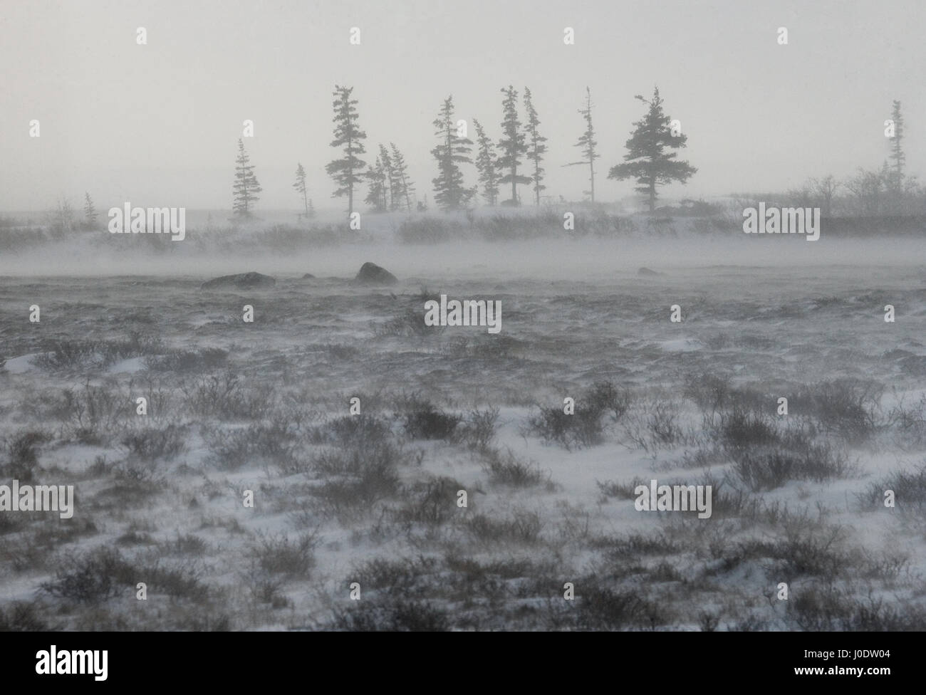 Canadian tundra. Churchill National Park, Canada. Arctic landscape. Stock Photo