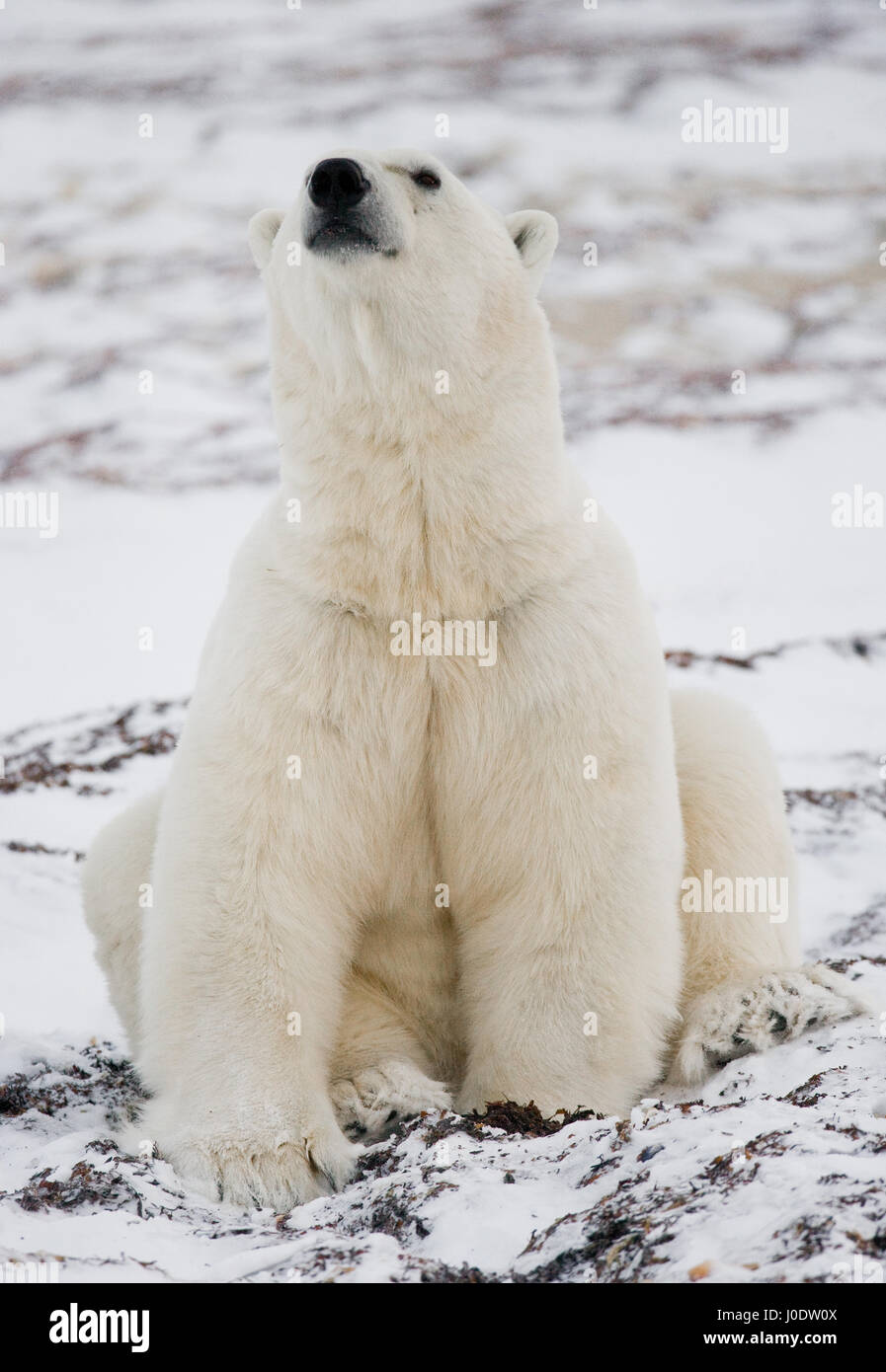 Polar bear sitting in the snow on the tundra. Canada. Churchill National Park. Stock Photo