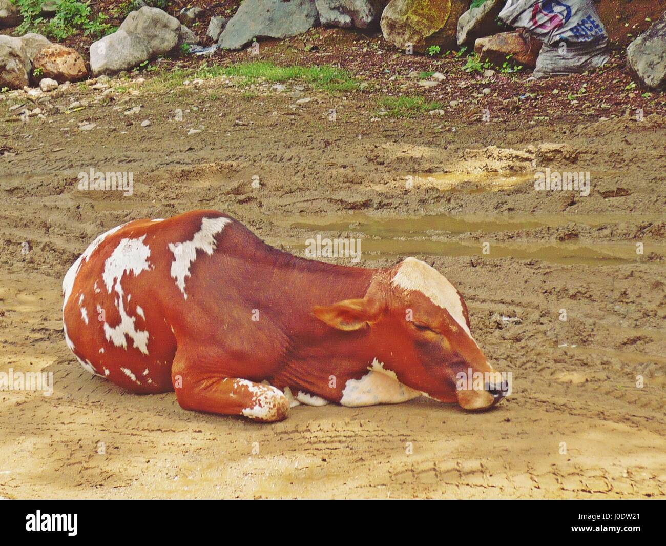 Spotted cow hires stock photography and images Alamy