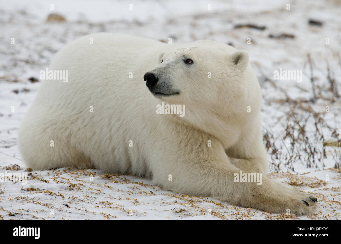 Polar bear lying in snow in the tundra. Canada. Churchill National Park. Stock Photo