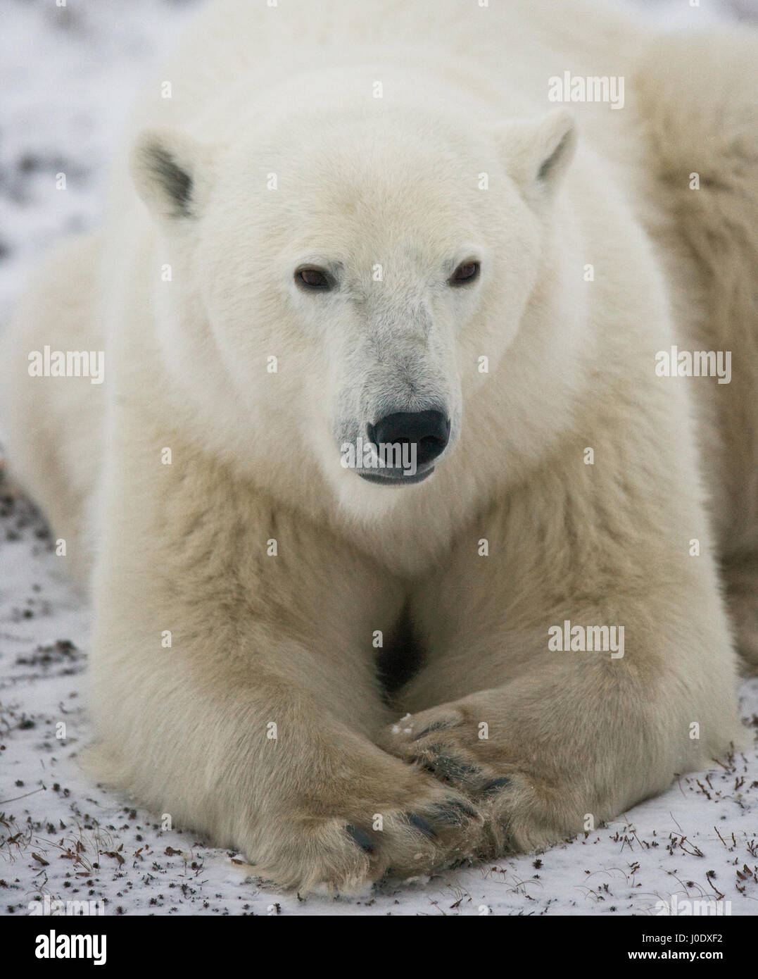 Polar bear lying in snow in the tundra. Canada. Churchill National Park. Stock Photo