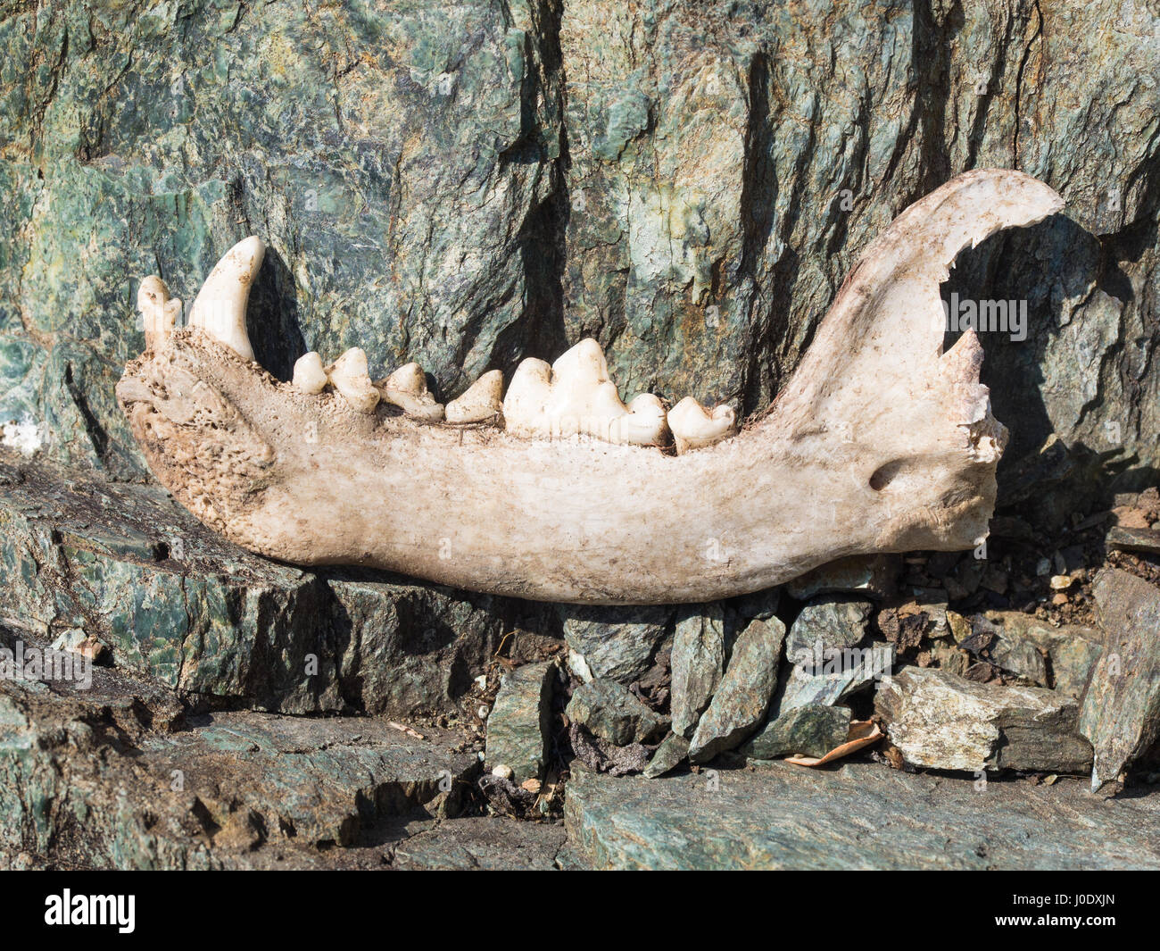 Dog's lower jaw bone with some teeth incisor, canine, premolar and