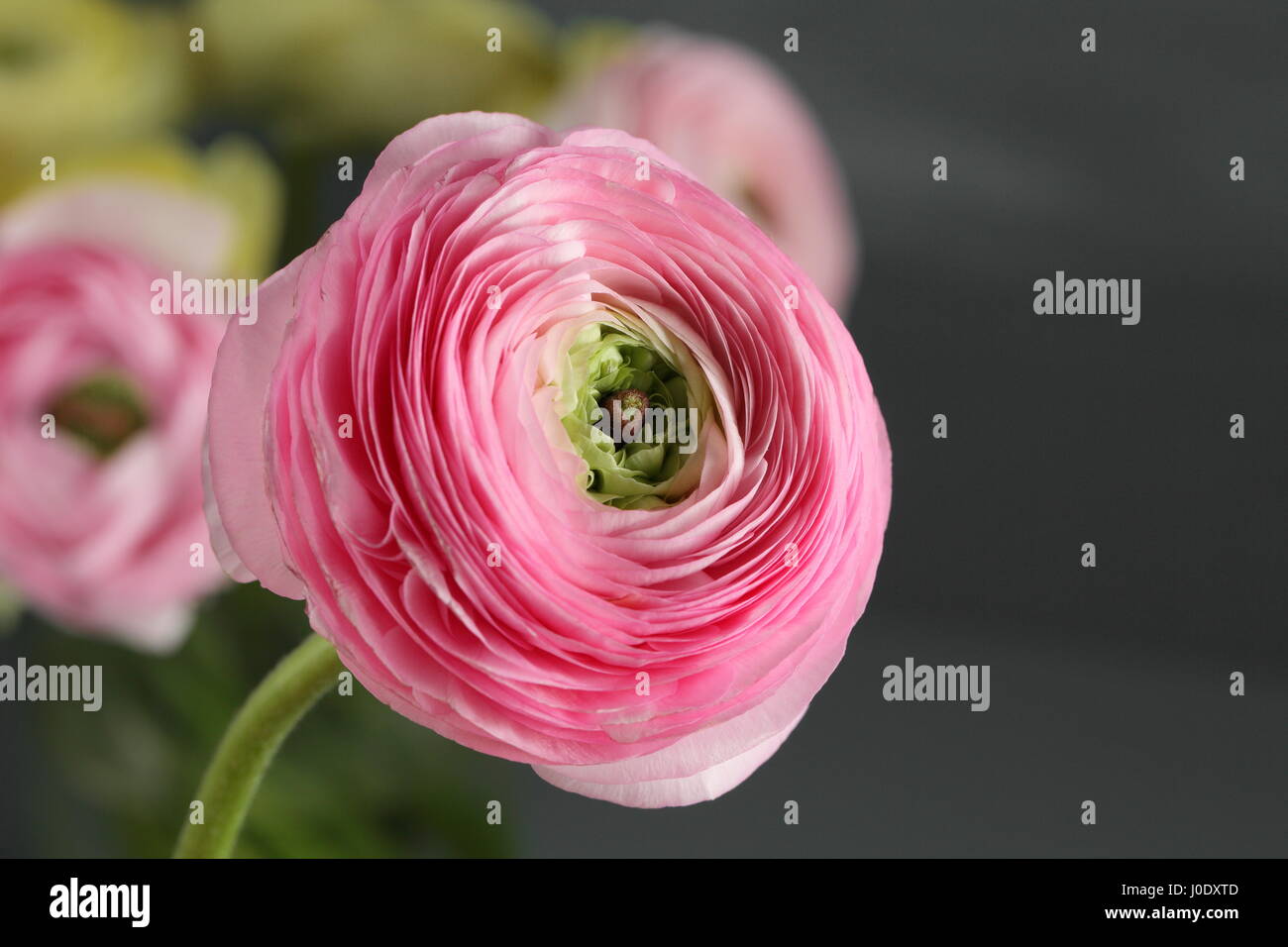 Multicolor pink buttercup, Ranunculus in the glass vase on the gray ...