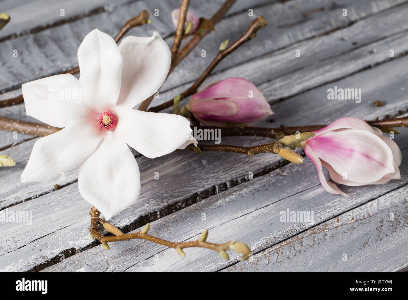 flowers magnolia on wood table. Magnolia stellata . Still life. Stock Photo