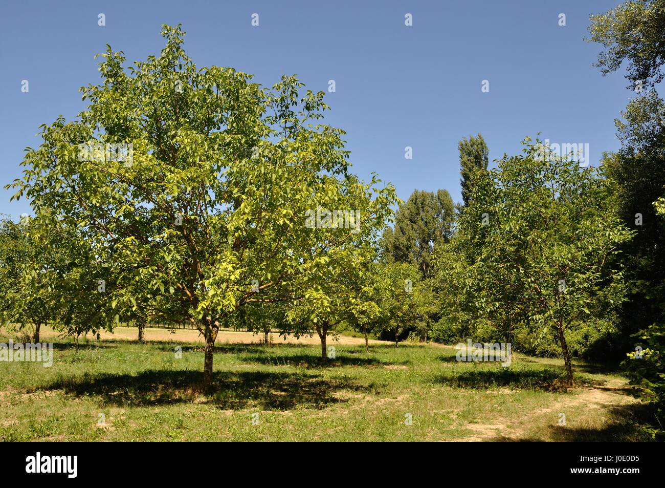 Trees in fields Stock Photo - Alamy