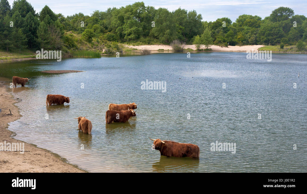 cattle of scottisch highland cows near a lake Stock Photo - Alamy