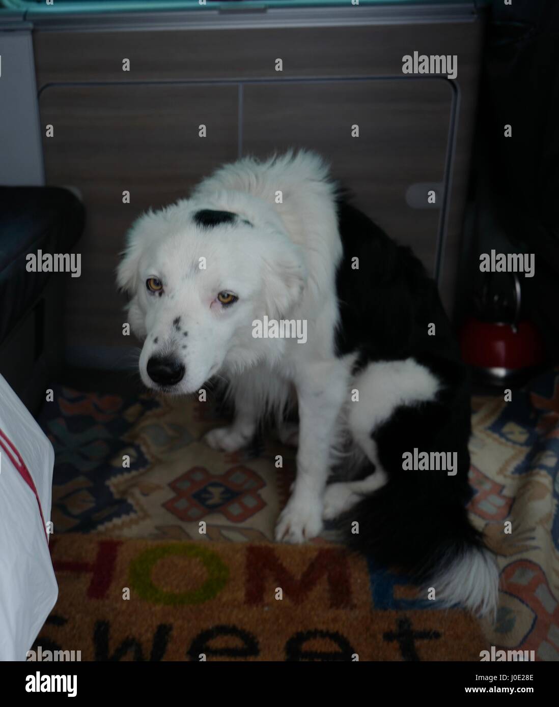 Dejected dog Stock Photo