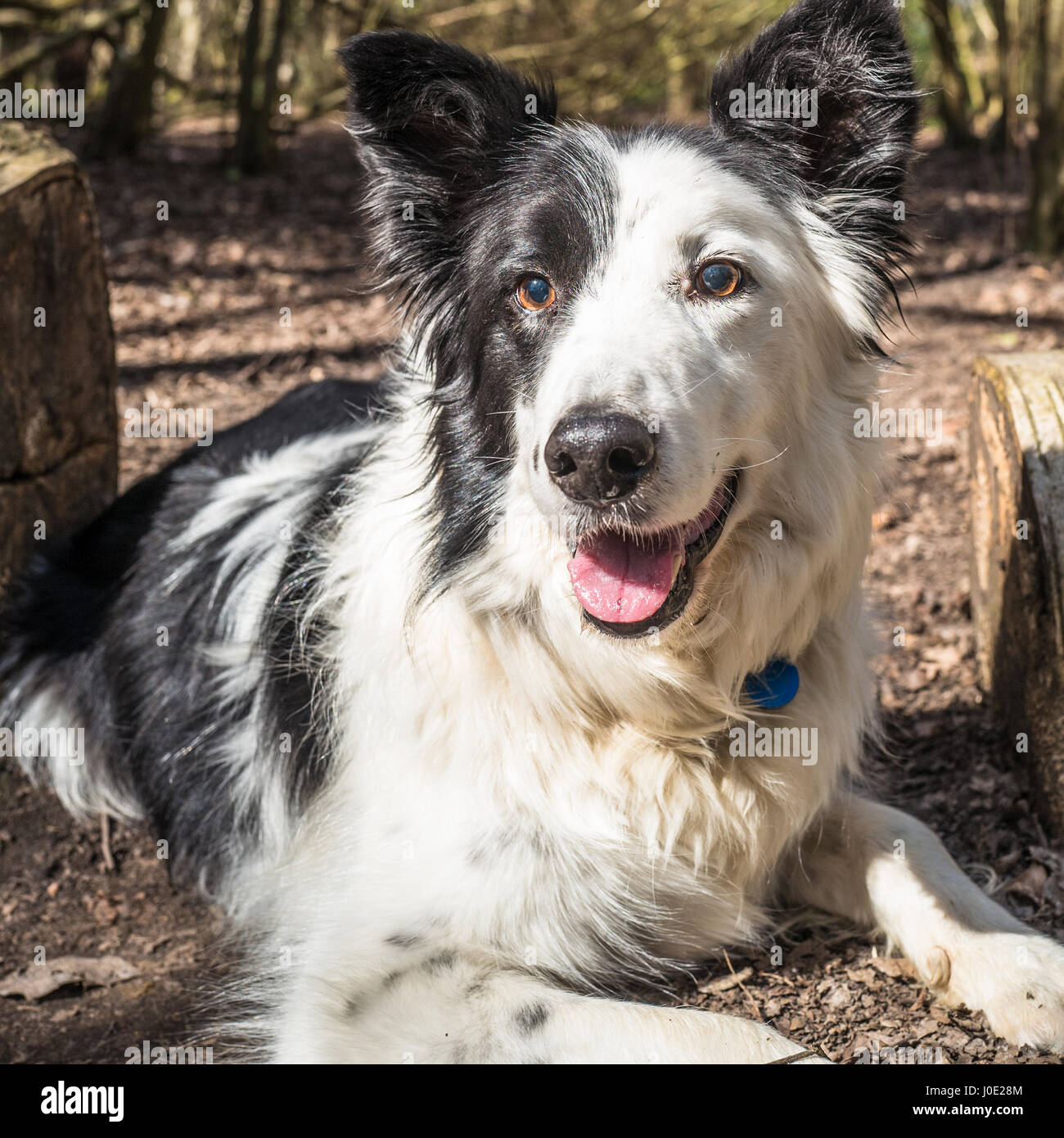 White faced hot sale border collie