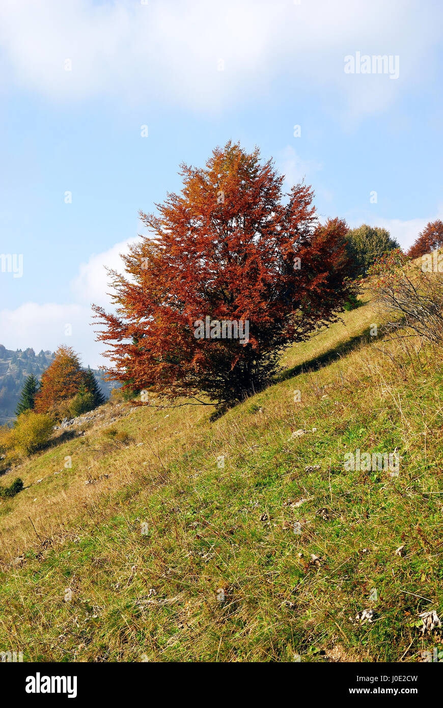 Mount Grappa, Veneto, Italy. Beech (Fagus) is a genus of ten species of deciduous trees in the family Fagaceae, native to temperate Europe, Asia and North America. Stock Photo