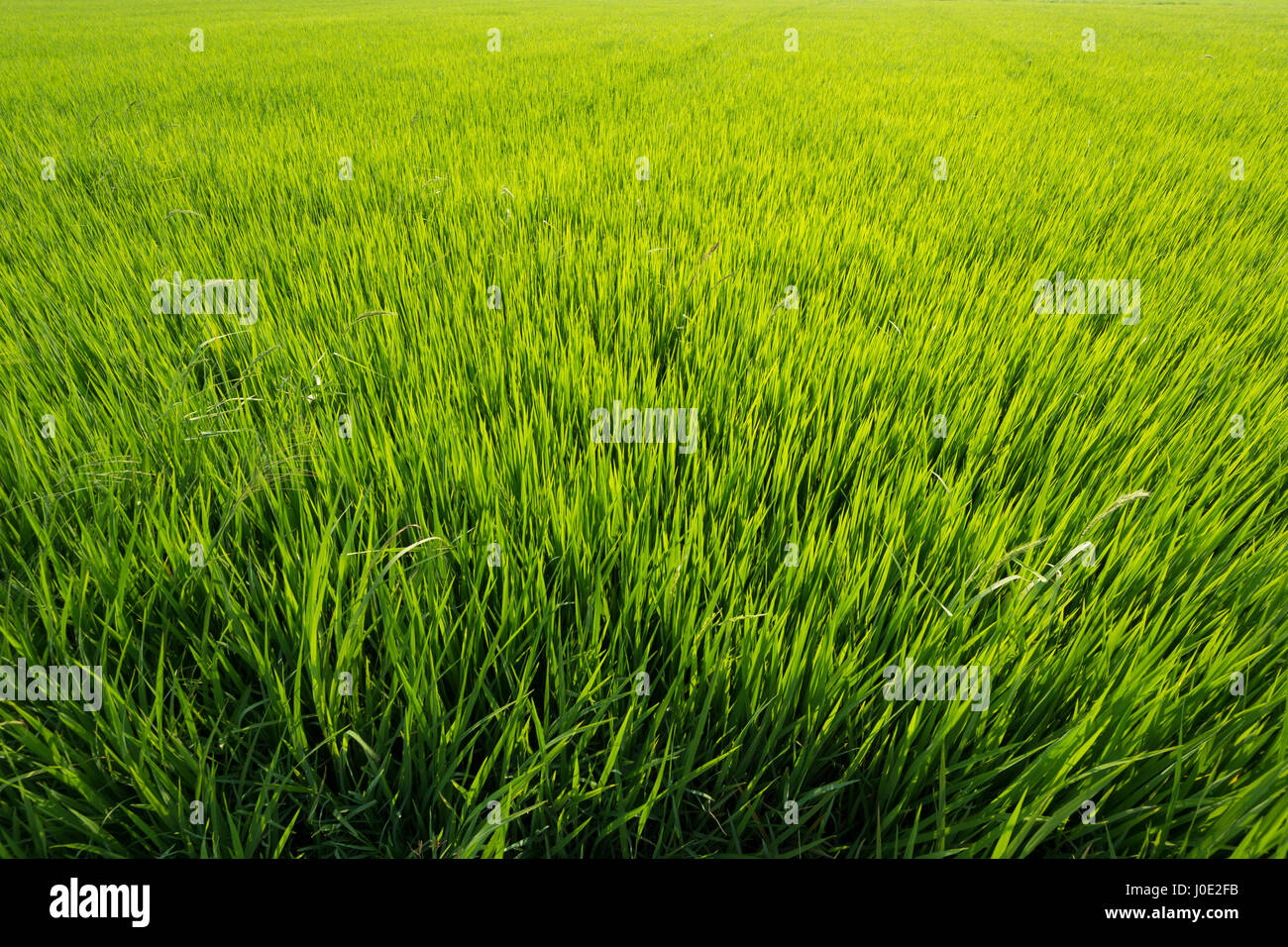 Rice grass in a big rice paddy in spring time before bearing grains. Stock Photo