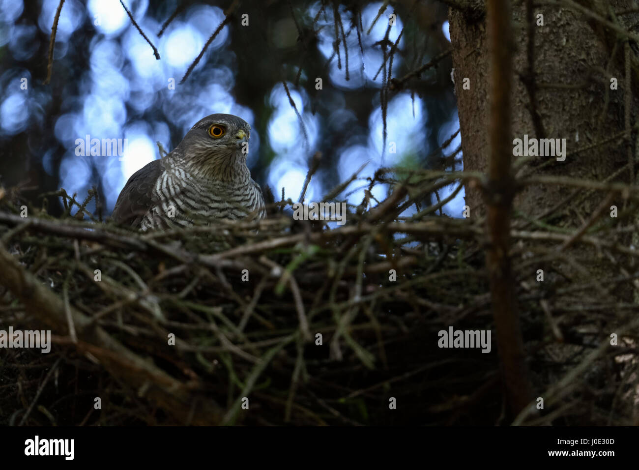 Sparrowhawk / Sperber ( Accipiter nisus ), adult female, breeding, nesting, sitting on its hidden eyrie, watching attentive. Stock Photo