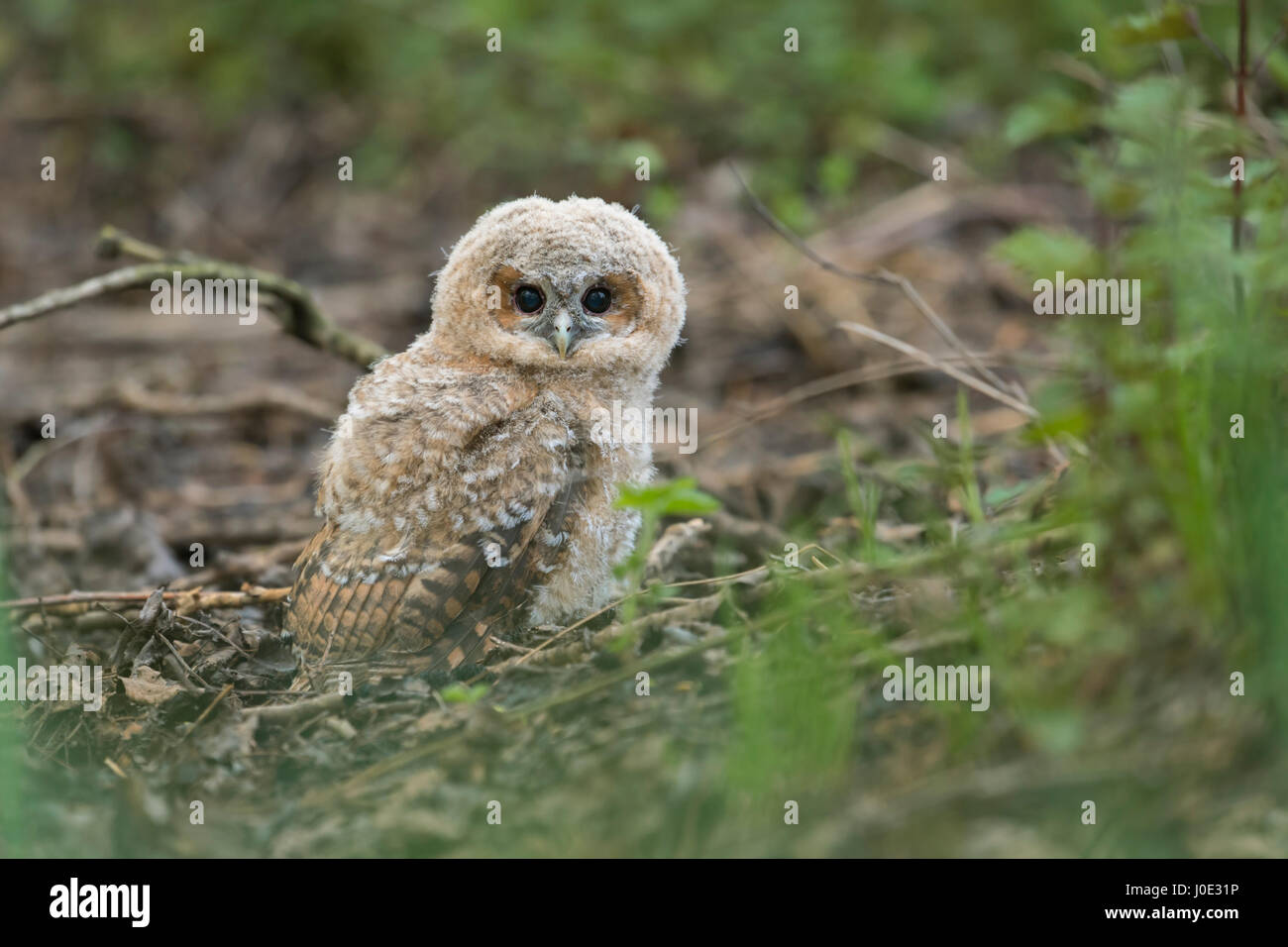 Tawny Owl / Waldkauz (Strix aluco), very young fledgling, sitting on the ground of a forest, dark eyes wide open, cute and funny. Stock Photo
