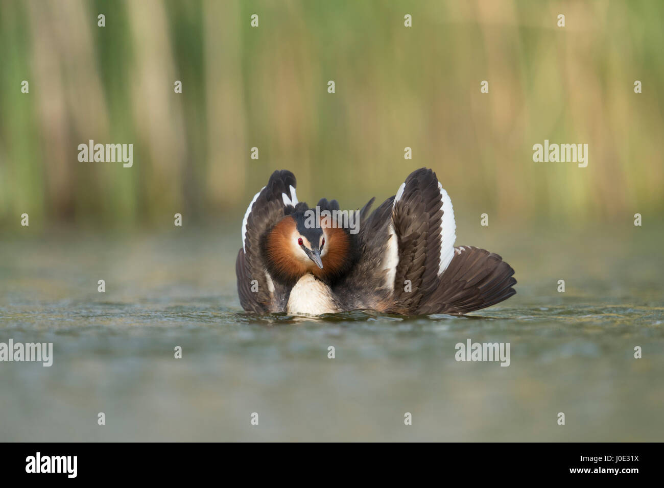 Great Crested Grebe / Haubentaucher ( Podiceps cristatus ) courting, opening its wings to impress its mate, showing courtship display. Stock Photo