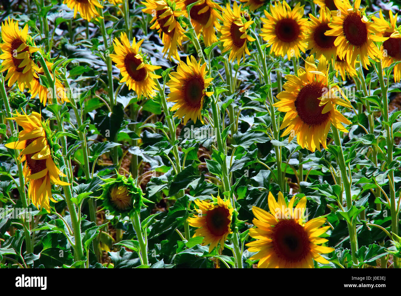 Tuscany, Italy. Sunflowers field Stock Photo - Alamy