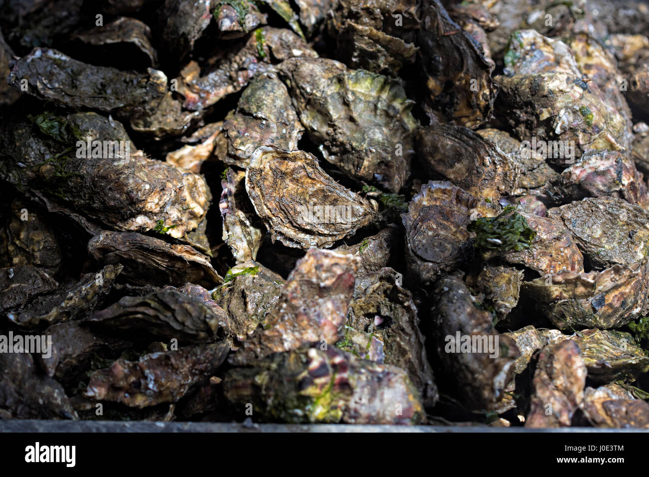 Oyster farming Ireland Stock Photo - Alamy