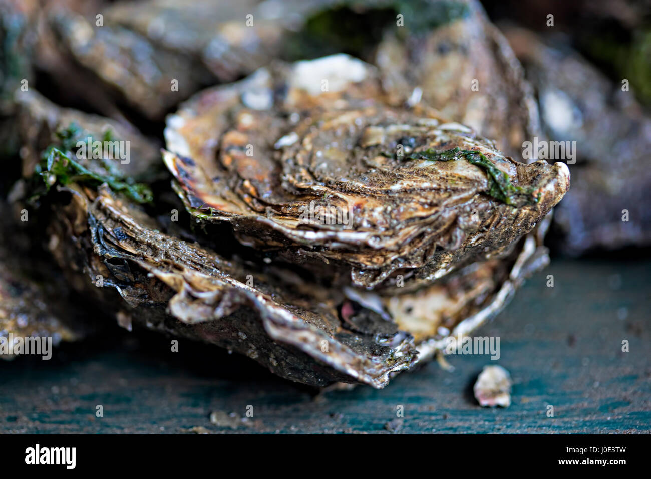 Oyster farming Ireland Stock Photo Alamy