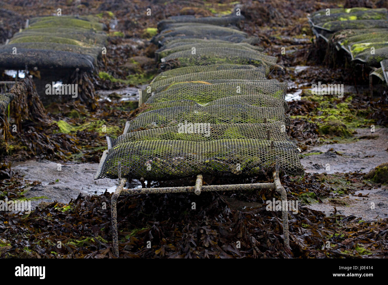 Oyster farming Ireland Stock Photo Alamy