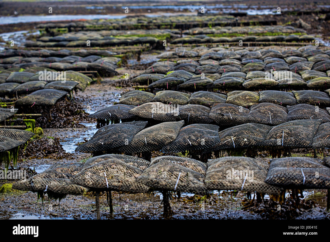 Oyster farming Ireland Stock Photo Alamy