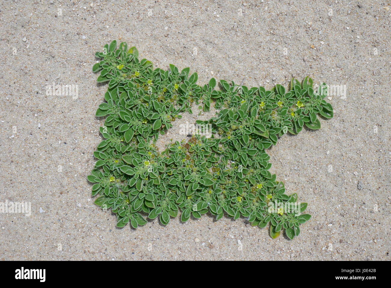 Aizoon canariense growing in the desert, Kingdom of Bahrain Stock Photo