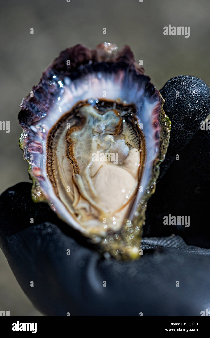 Oyster farming Ireland Stock Photo Alamy