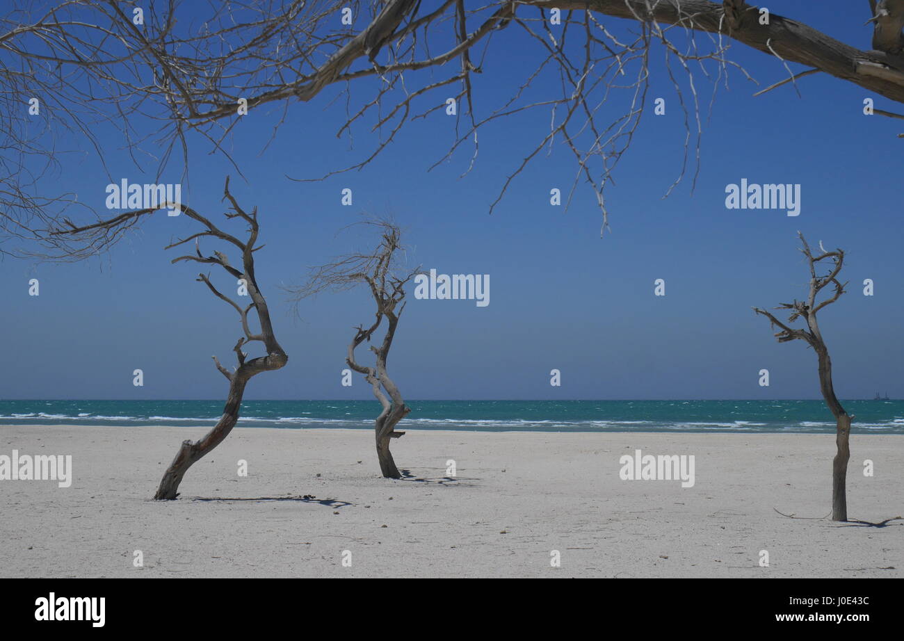 Leafless trees on Al Jazayer Beach, Kingdom of Bahrain Stock Photo