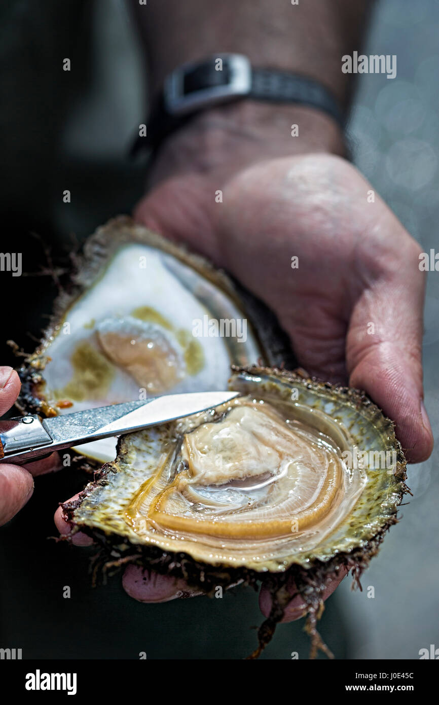Oyster farming Ireland Stock Photo Alamy