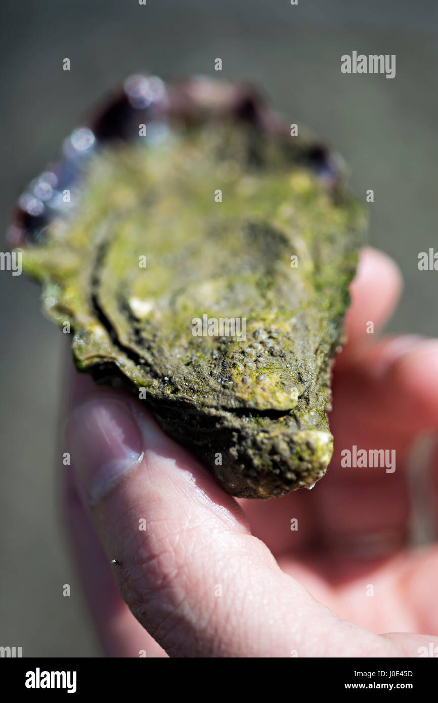 Oyster farming Ireland Stock Photo Alamy