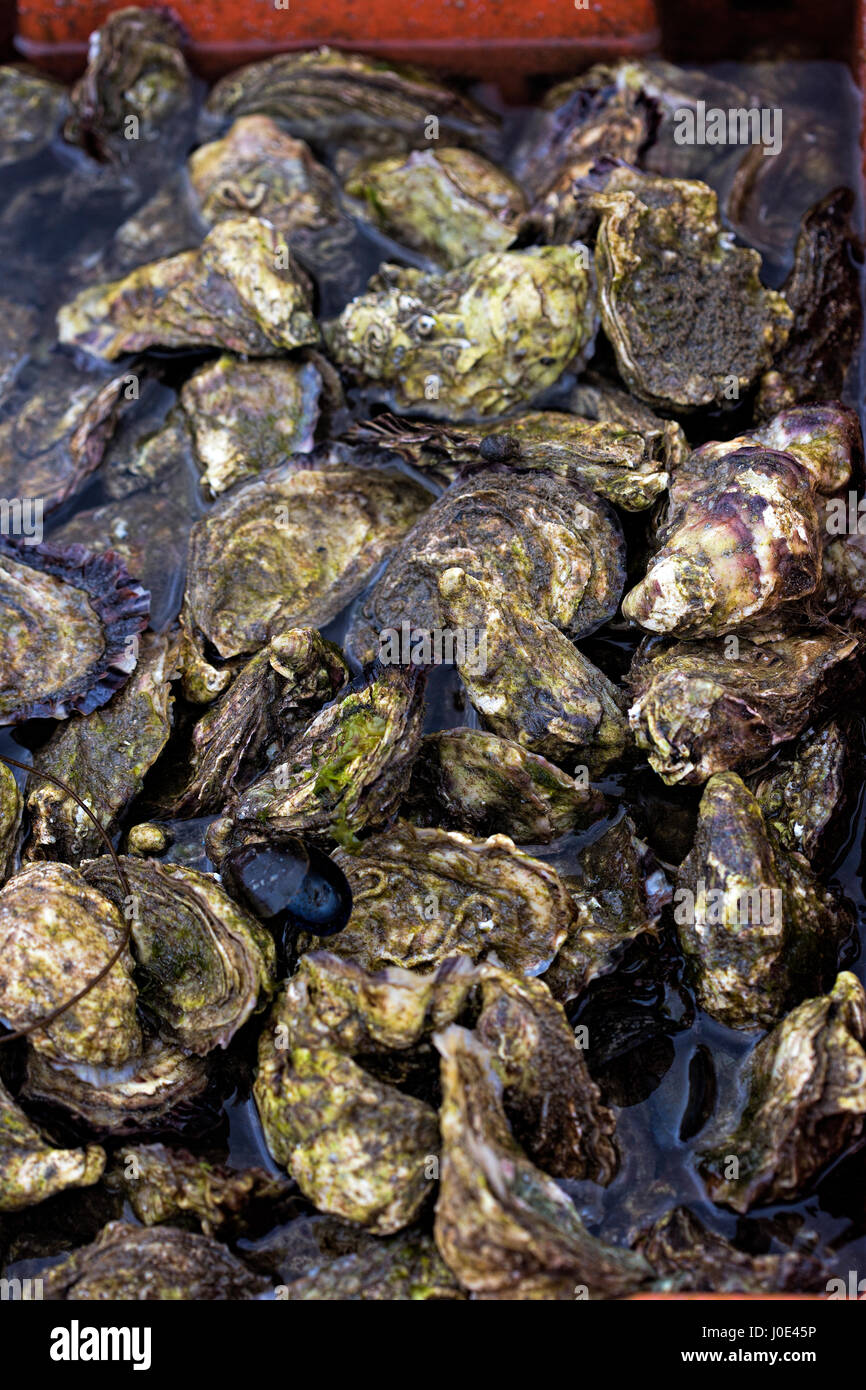 Oyster farming Ireland Stock Photo Alamy