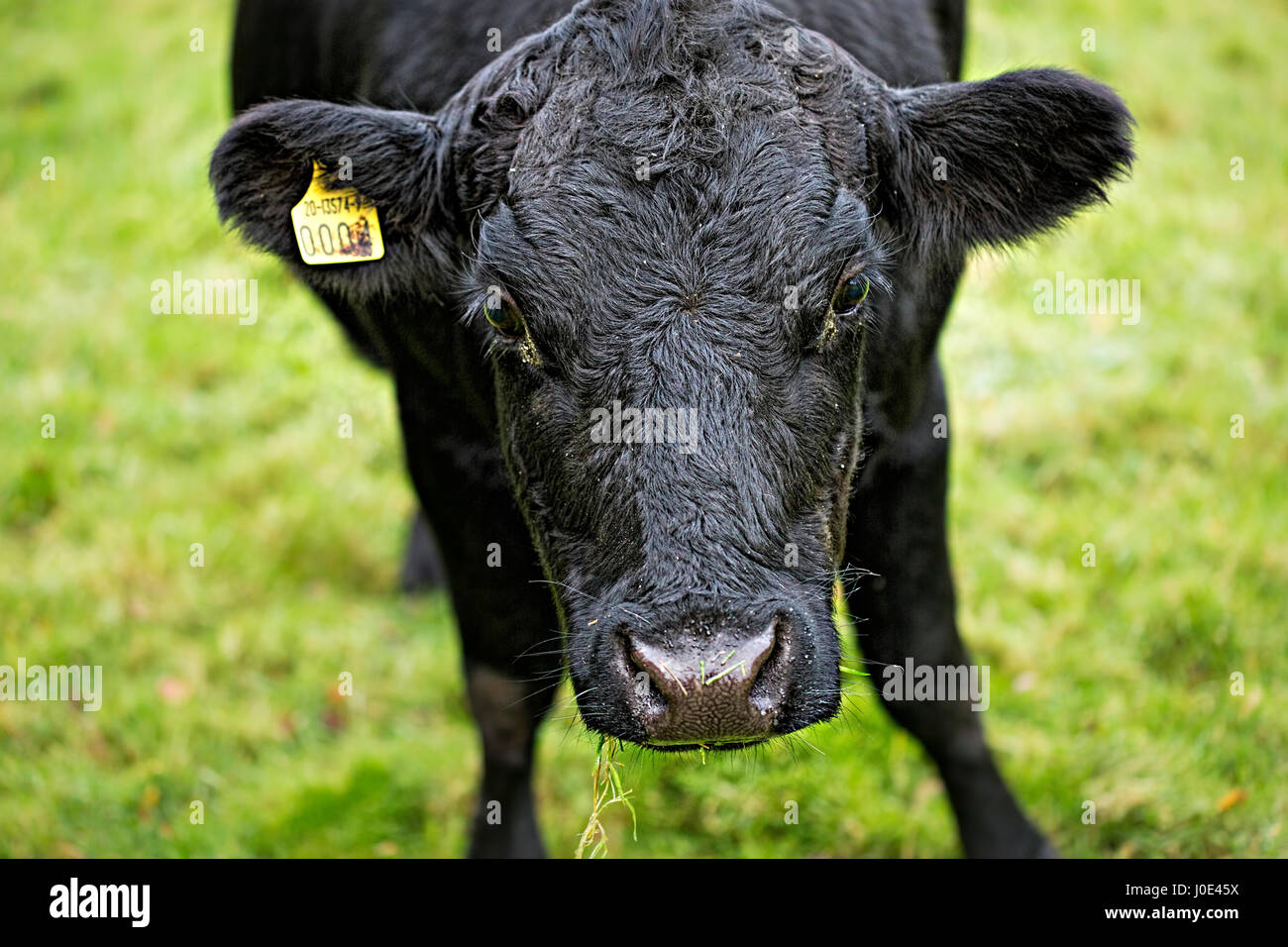Black cattle cows on the green farm Stock Photo Alamy