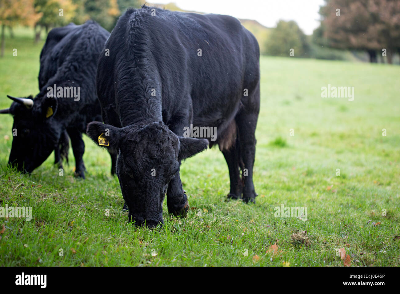 Head big black angus bull hi-res stock photography and images - Alamy